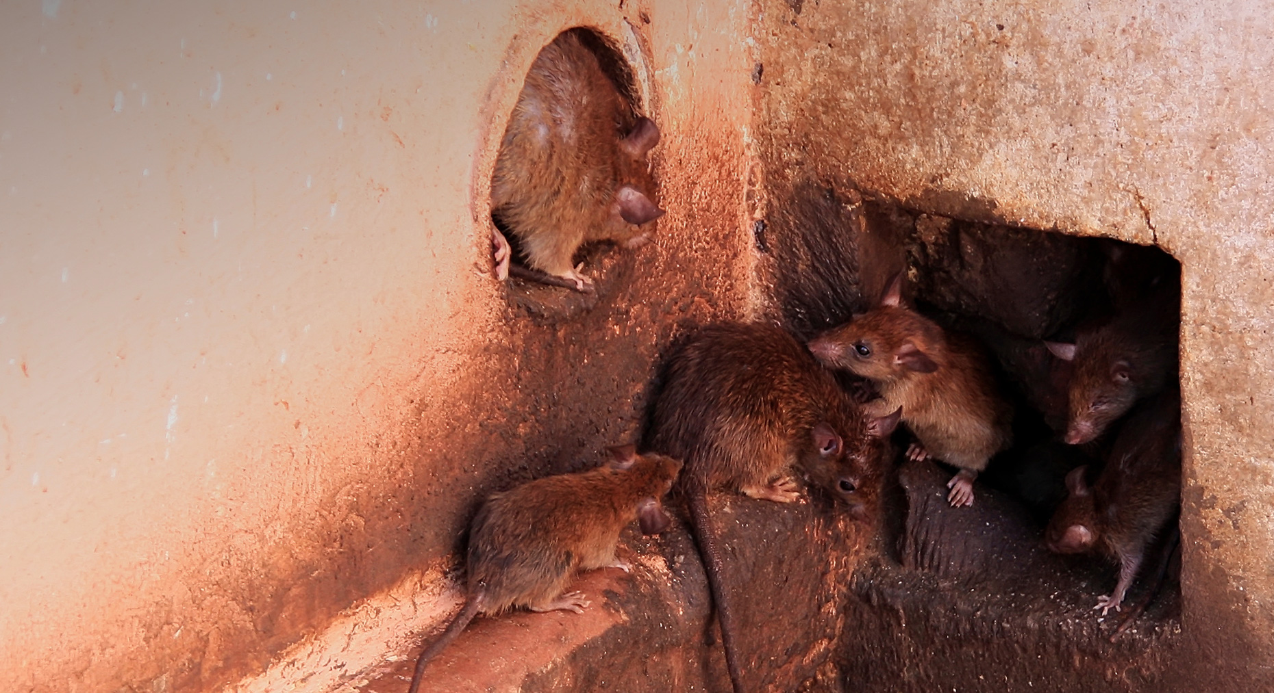 Rats